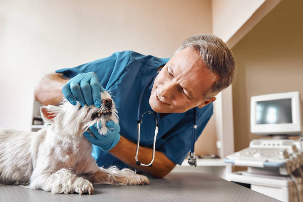 Best Emergency Wisdom Teeth Removal in Maggie Valley, NC
